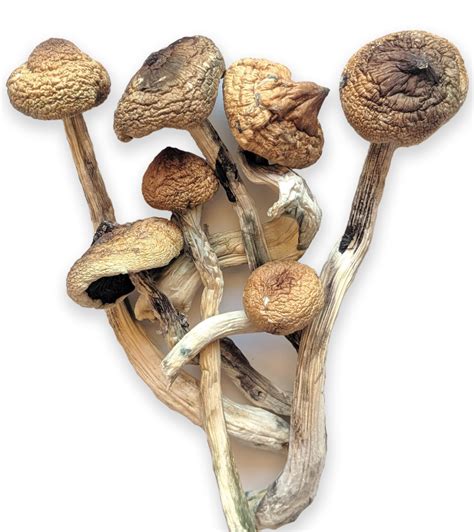 Psychedelic mushroom trips are highly variable to describe. . Psilocybin mushrooms buy online
